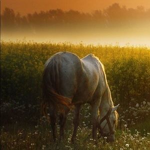 Meet your Posher, Joy